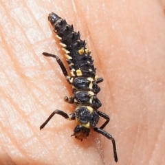 Cleobora mellyi (Southern Ladybird) at Tidbinbilla Nature Reserve - 17 Dec 2023 by JohnBundock