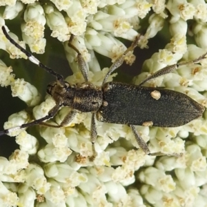 Pempsamacra pygmaea at Tidbinbilla Nature Reserve - 17 Dec 2023