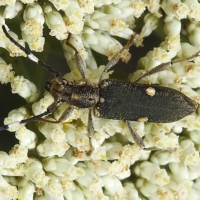 Pempsamacra pygmaea (Longhorn beetle) at Tidbinbilla Nature Reserve - 16 Dec 2023 by JohnBundock
