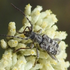 Pempsamacra dispersa (Longhorn beetle) at Tidbinbilla Nature Reserve - 16 Dec 2023 by JohnBundock