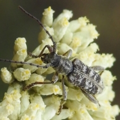 Pempsamacra dispersa (Longhorn beetle) at Paddys River, ACT - 16 Dec 2023 by JohnBundock