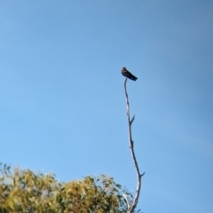 Artamus cyanopterus (Dusky Woodswallow) at Gelston Park, NSW - 18 Dec 2023 by Darcy