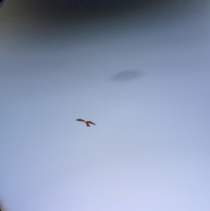 Milvus migrans at Gelston Park, NSW - 18 Dec 2023