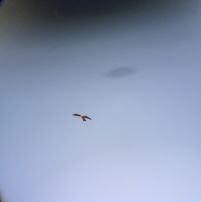Milvus migrans (Black Kite) at Gelston Park, NSW - 17 Dec 2023 by Darcy