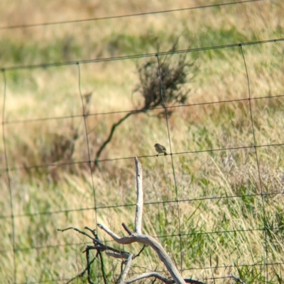 Aphelocephala leucopsis (Southern Whiteface) at Gelston Park, NSW - 17 Dec 2023 by Darcy