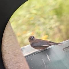 Artamus cyanopterus cyanopterus (Dusky Woodswallow) at Gelston Park, NSW - 18 Dec 2023 by Darcy