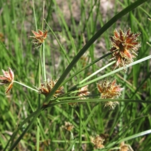 Cyperus lhotskyanus at The Pinnacle - 18 Dec 2023 09:40 AM