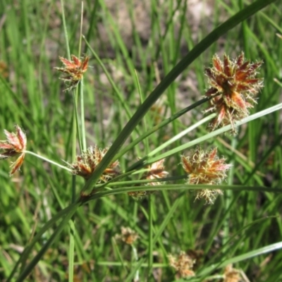 Cyperus lhotskyanus (A Sedge) at Hawker, ACT - 18 Dec 2023 by pinnaCLE