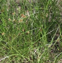 Cyperus lhotskyanus at The Pinnacle - 18 Dec 2023 09:40 AM