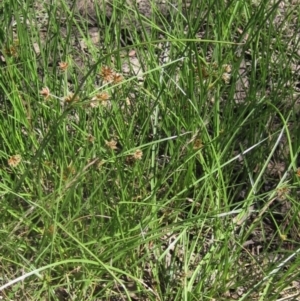 Cyperus lhotskyanus at The Pinnacle - 18 Dec 2023 09:40 AM