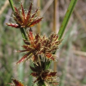 Cyperus lhotskyanus at The Pinnacle - 18 Dec 2023