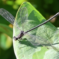 Austroargiolestes icteromelas (Common Flatwing) at Wodonga - 17 Dec 2023 by KylieWaldon