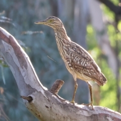 Nycticorax caledonicus (Nankeen Night-Heron) at Wodonga - 17 Dec 2023 by KylieWaldon