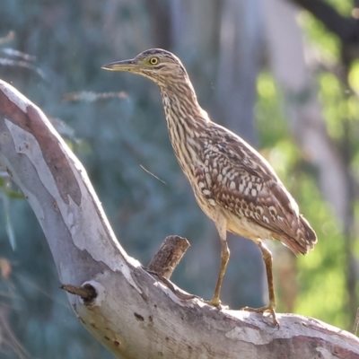 Nycticorax caledonicus (Nankeen Night-Heron) at Wodonga - 17 Dec 2023 by KylieWaldon