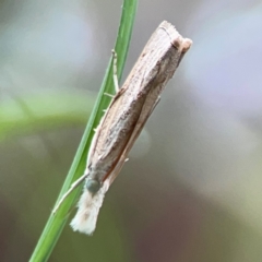 Culladia cuneiferellus (Crambinae moth) at Surf Beach, NSW - 18 Dec 2023 by Hejor1