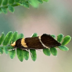 Eulechria psilopla (A Concealer moth (Eulechria group)) at Surf Beach, NSW - 18 Dec 2023 by Hejor1