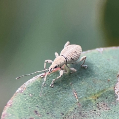 Merimnetes oblongus (Radiata pine shoot weevil) at Surf Beach, NSW - 18 Dec 2023 by Hejor1