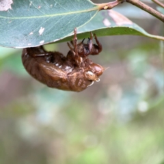 Cicadidae (family) (Unidentified cicada) at Surf Beach, NSW - 18 Dec 2023 by Hejor1