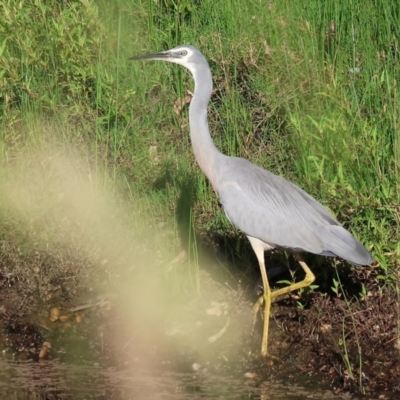 Egretta novaehollandiae (White-faced Heron) at Killara, VIC - 17 Dec 2023 by KylieWaldon