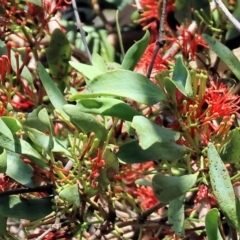 Amyema miraculosa subsp. boormanii (Fleshy Mistletoe) at Wodonga - 17 Dec 2023 by KylieWaldon