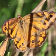 Heteronympha merope (Common Brown Butterfly) at Wodonga - 17 Dec 2023 by KylieWaldon
