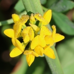 Lotus uliginosus (Birds-foot Trefoil) at Wodonga - 18 Dec 2023 by KylieWaldon