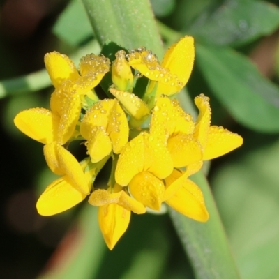 Lotus uliginosus (Birds-foot Trefoil) at Wodonga - 18 Dec 2023 by KylieWaldon