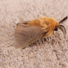 Lomera boisduvalii (A Case moth (Psychidae)) at Wollondilly Local Government Area - 18 Dec 2023 by trevorpreston