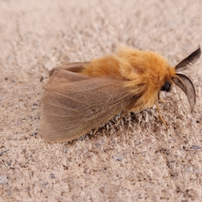 Lomera boisduvalii (A Case moth (Psychidae)) at Wollondilly Local Government Area - 18 Dec 2023 by trevorpreston
