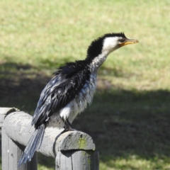 Microcarbo melanoleucos (Little Pied Cormorant) at Arthurs Seat, VIC - 17 Dec 2023 by HelenCross