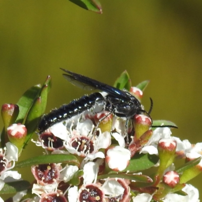 Unidentified Flower wasp (Scoliidae or Tiphiidae) by HelenCross