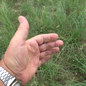 Eragrostis curvula at Cook, ACT - 18 Dec 2023 05:50 PM