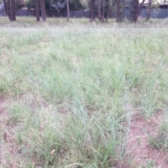 Eragrostis curvula at Cook, ACT - 18 Dec 2023 05:50 PM