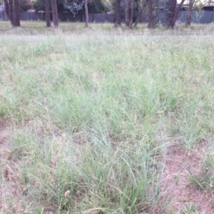 Eragrostis curvula at Cook, ACT - 18 Dec 2023 05:50 PM