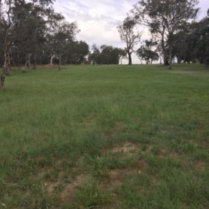 Eragrostis curvula at Cook, ACT - 18 Dec 2023 05:50 PM