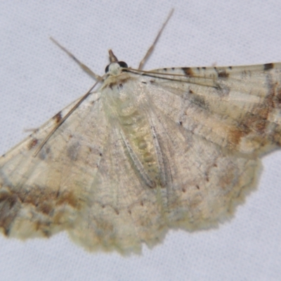 Aeolochroma quadrilinea (A Geometer moth (Geometrinae)) at Sheldon, QLD - 16 Dec 2007 by PJH123