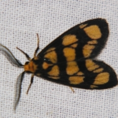 Asura bipars (Asura bipars) at Sheldon, QLD - 21 Dec 2007 by PJH123