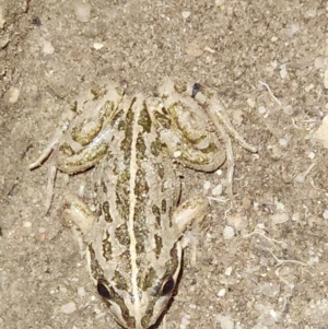 Limnodynastes tasmaniensis at QPRC LGA - 17 Dec 2023