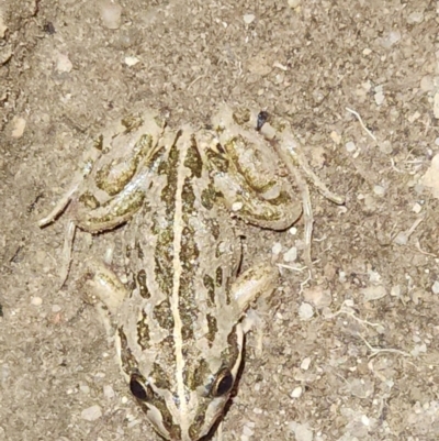 Limnodynastes tasmaniensis (Spotted Grass Frog) at Reidsdale, NSW - 17 Dec 2023 by Larryolarryo