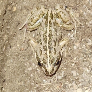 Limnodynastes tasmaniensis at QPRC LGA - 17 Dec 2023