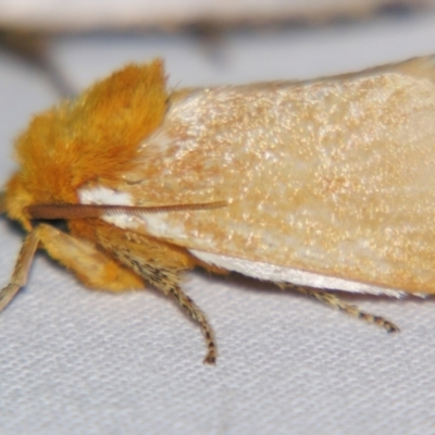 Comana albibasis (Lion's Mane Moth) at Sheldon, QLD - 15 Dec 2007 by PJH123