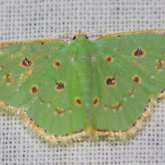 Comostola laesaria (A Geometrid moth (Geometrinae) at Sheldon, QLD - 15 Dec 2007 by PJH123