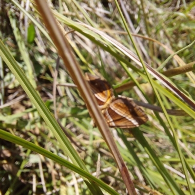 Chrysolarentia conifasciata (Broad-banded Carpet) at Namadgi National Park - 17 Dec 2023 by Montane