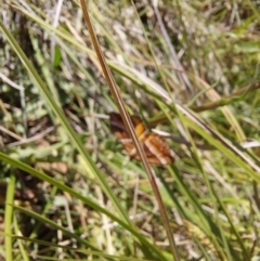 Chrysolarentia conifasciata at Namadgi National Park - 17 Dec 2023