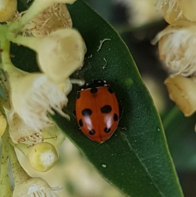 Hippodamia variegata (Spotted Amber Ladybird) at Gungahlin, ACT - 11 Dec 2023 by HappyWanderer