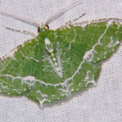 Eucyclodes insperata (Lacy Emerald) at Sheldon, QLD - 15 Dec 2007 by PJH123