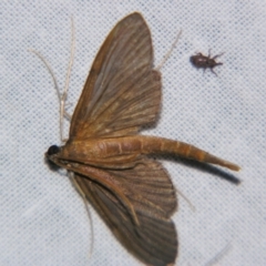 Hymenoptychis sordida (Pneumatophore Moth) at Sheldon, QLD - 15 Dec 2007 by PJH123