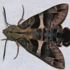 Macroglossum errans (Australian Hummingbird Hawkmoth) by PJH123