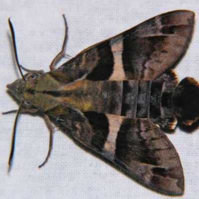 Macroglossum errans (Australian Hummingbird Hawkmoth) at  - suppressed by PJH123