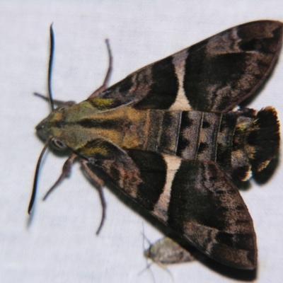 Macroglossum errans (Australian Hummingbird Hawkmoth) at  - suppressed by PJH123